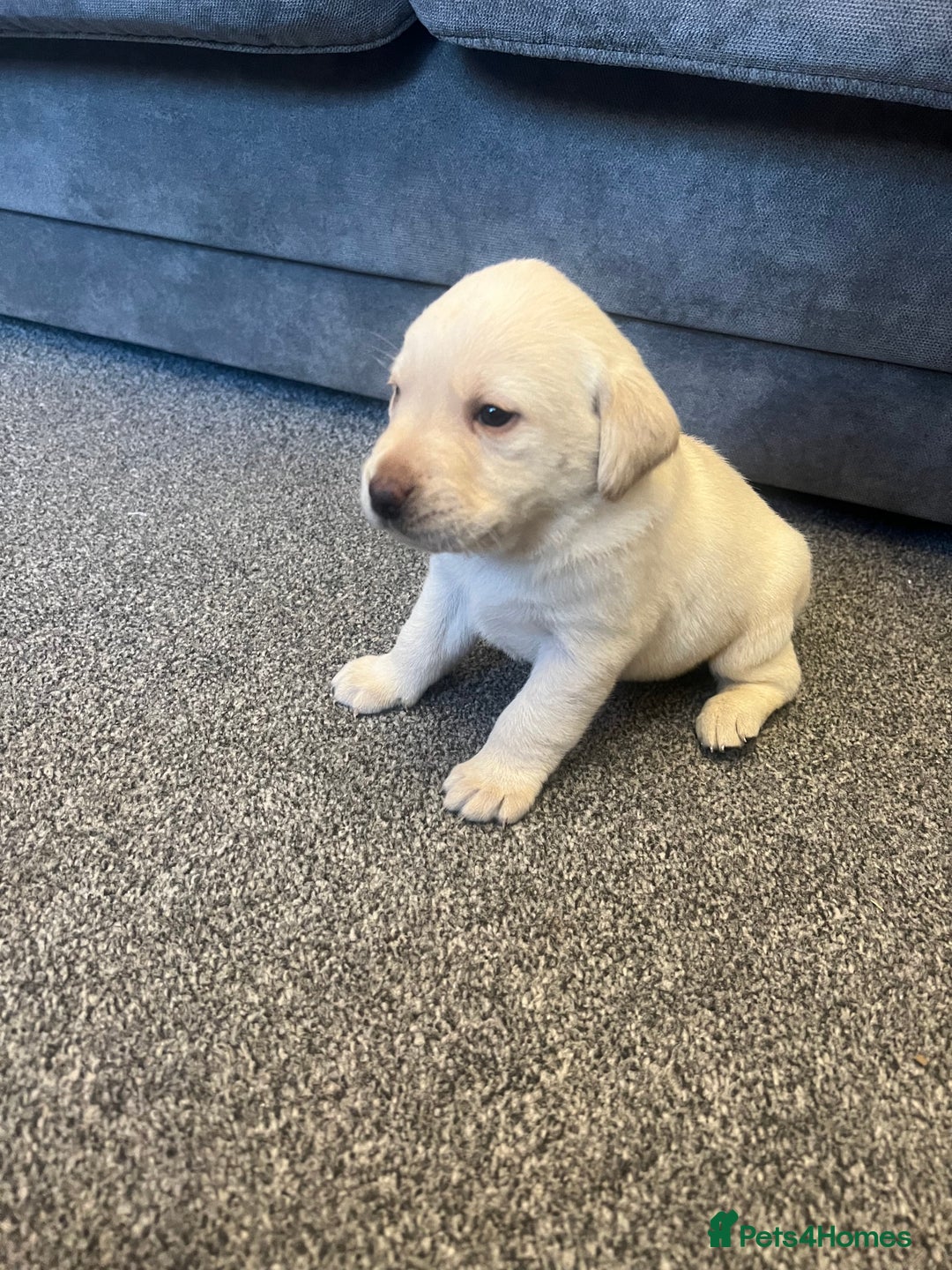 Labrador Retriever dogs for sale: Stunning Labrador puppys - Advert 14