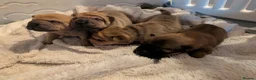 Shar Pei dogs for sale: Beautiful litter of Shar Pei Puppies  - Advert 1
