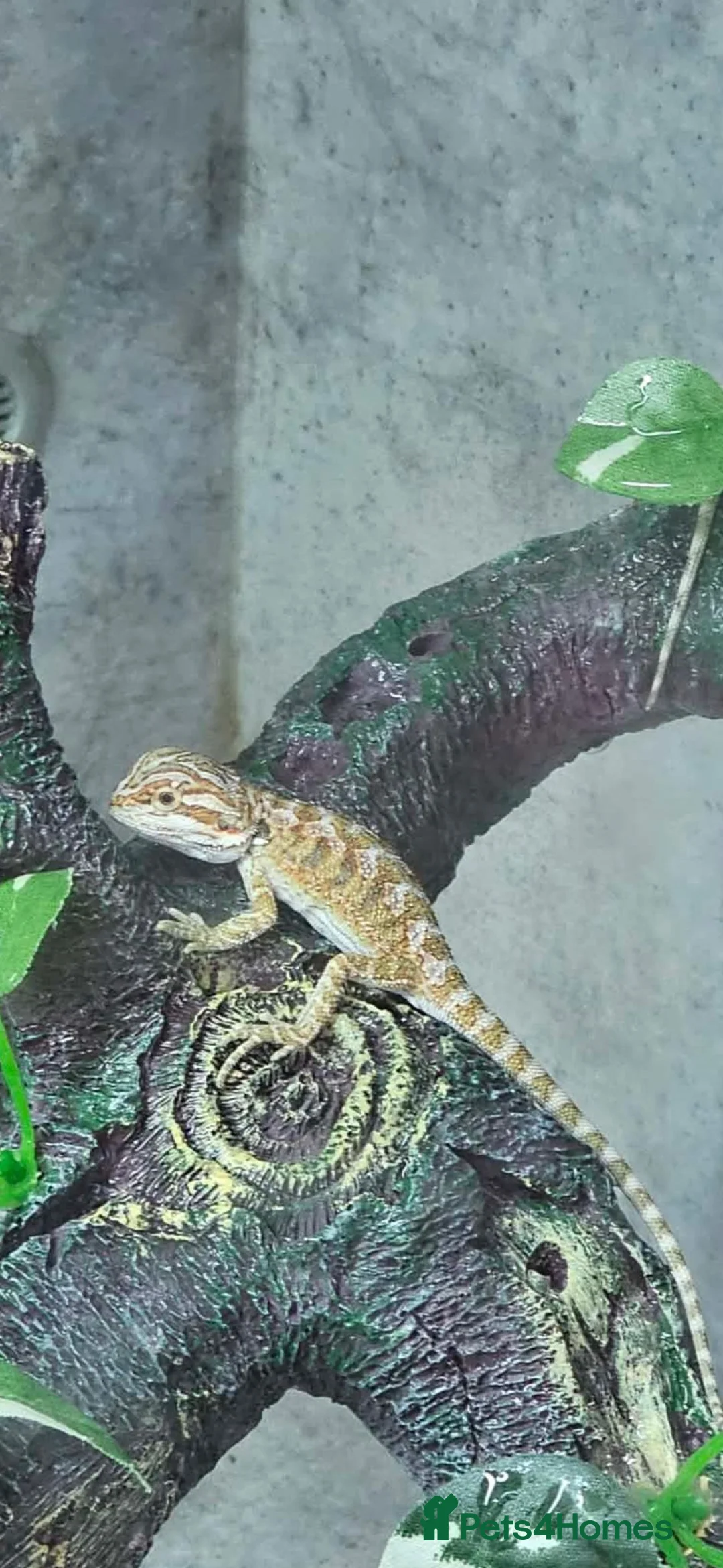 Bearded Dragon reptiles for sale: 21 Bearded Dragons  - Advert 11