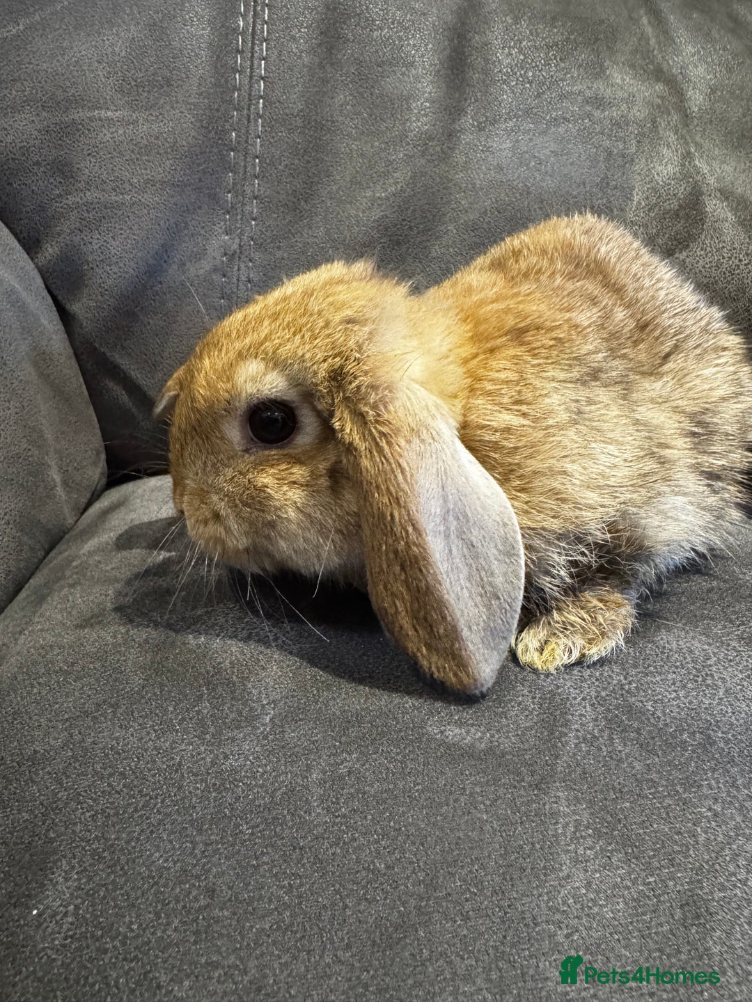 Mini Lop rabbits for sale: Mini Lop bunnies for sale  - Advert 24