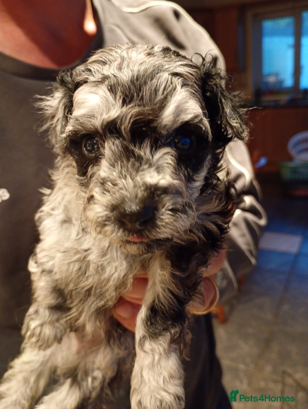 Mixed Breed dogs for sale: Beautiful pomapoo X puppies  - Image 7