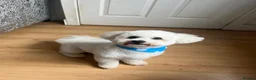 Bichon Frise dogs for stud: Bichon Frise for stud - Advert 2