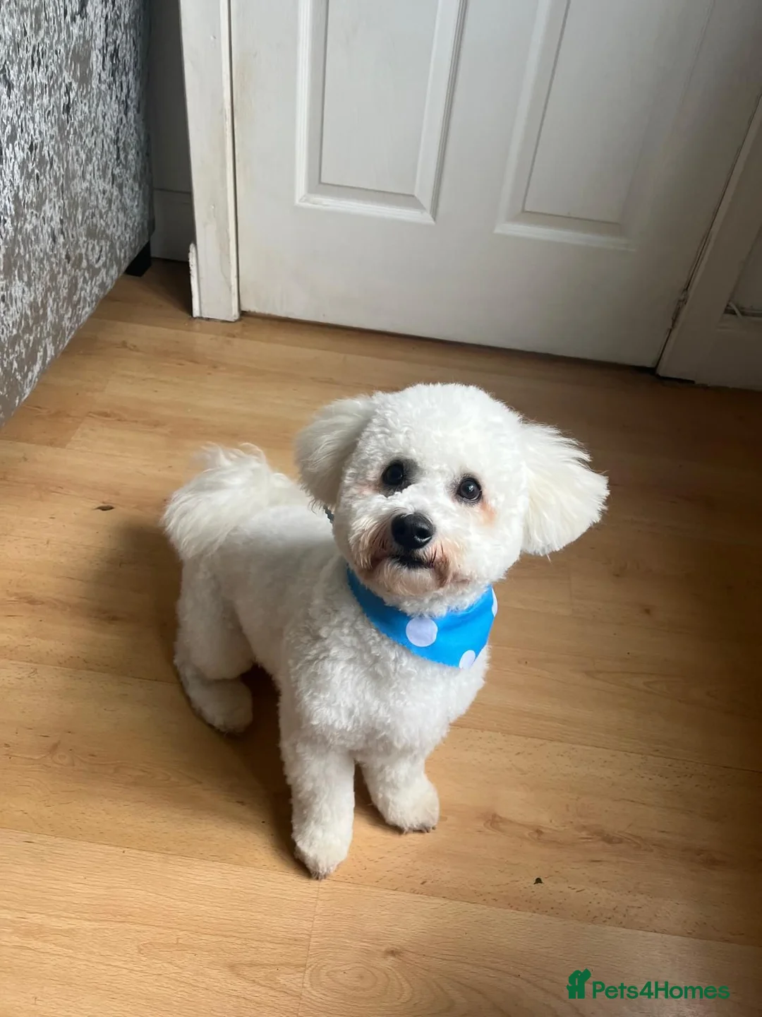 Bichon Frise dogs for stud: Bichon Frise for stud - Advert 2