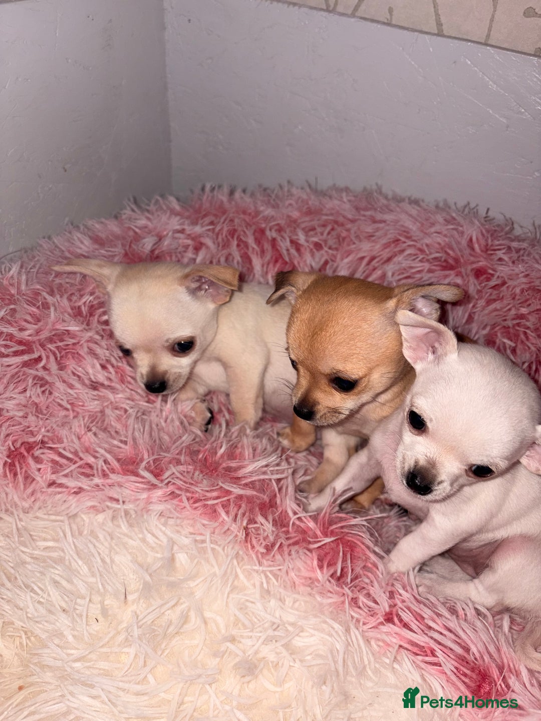 Mixed Breed dogs for sale: Beautiful chihuahua X puppies - Advert 4