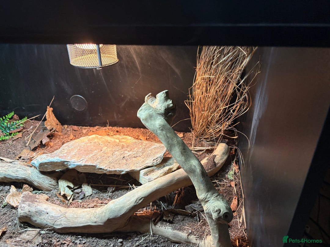 Bearded Dragon reptiles for sale: Bearded dragon! Zuko  - Image 4