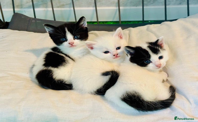 Mixed Breed cats - Advert 2