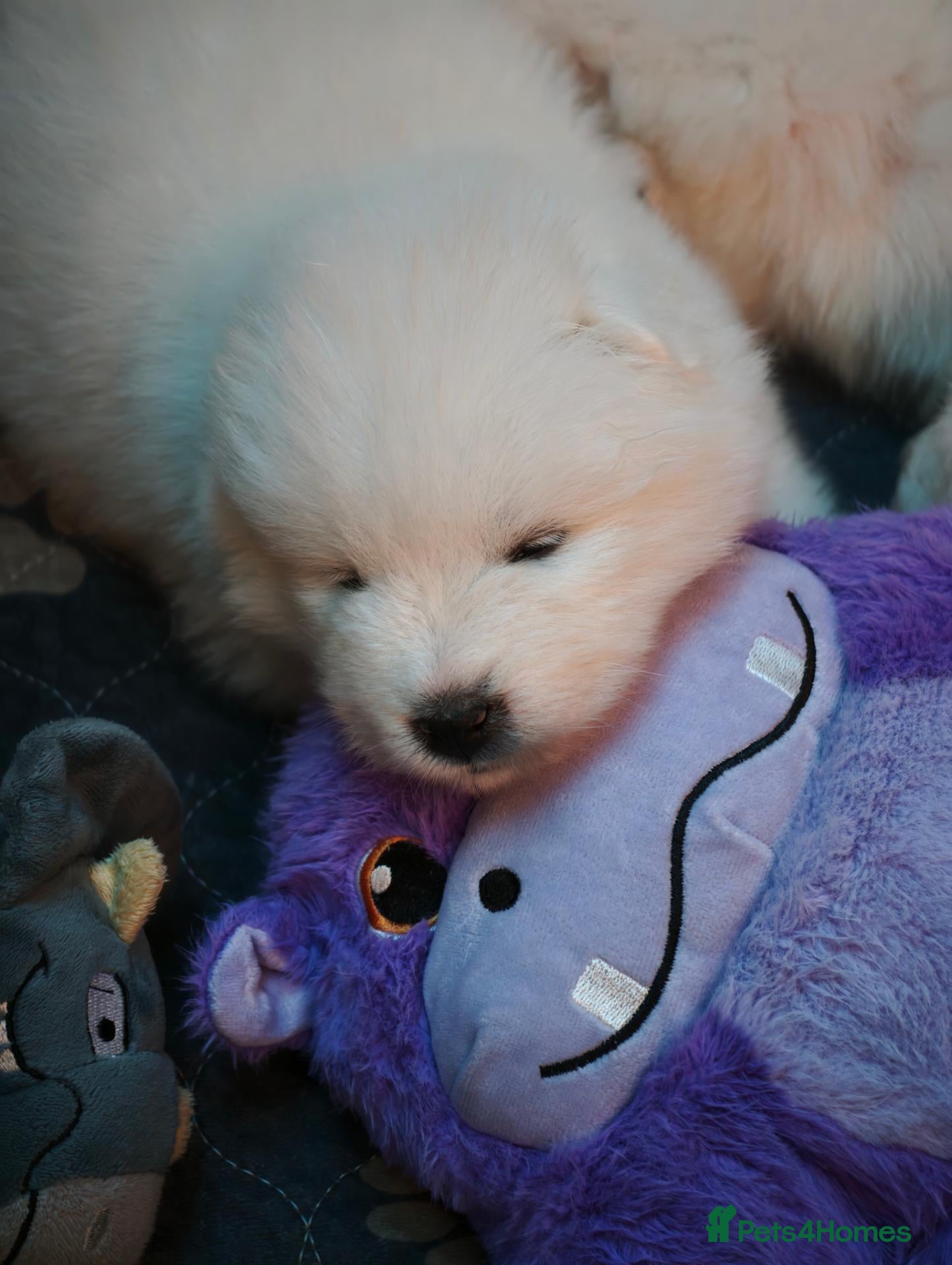 Samoyed dogs Exceptional pedigree puppies. - Advert 2
