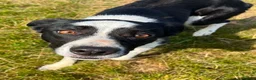 Border Collie dogs for sale: Goofy Border Collie - Advert 6