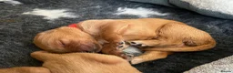 Double Doodle dogs for sale: Doubledoodle puppies  - Advert 15
