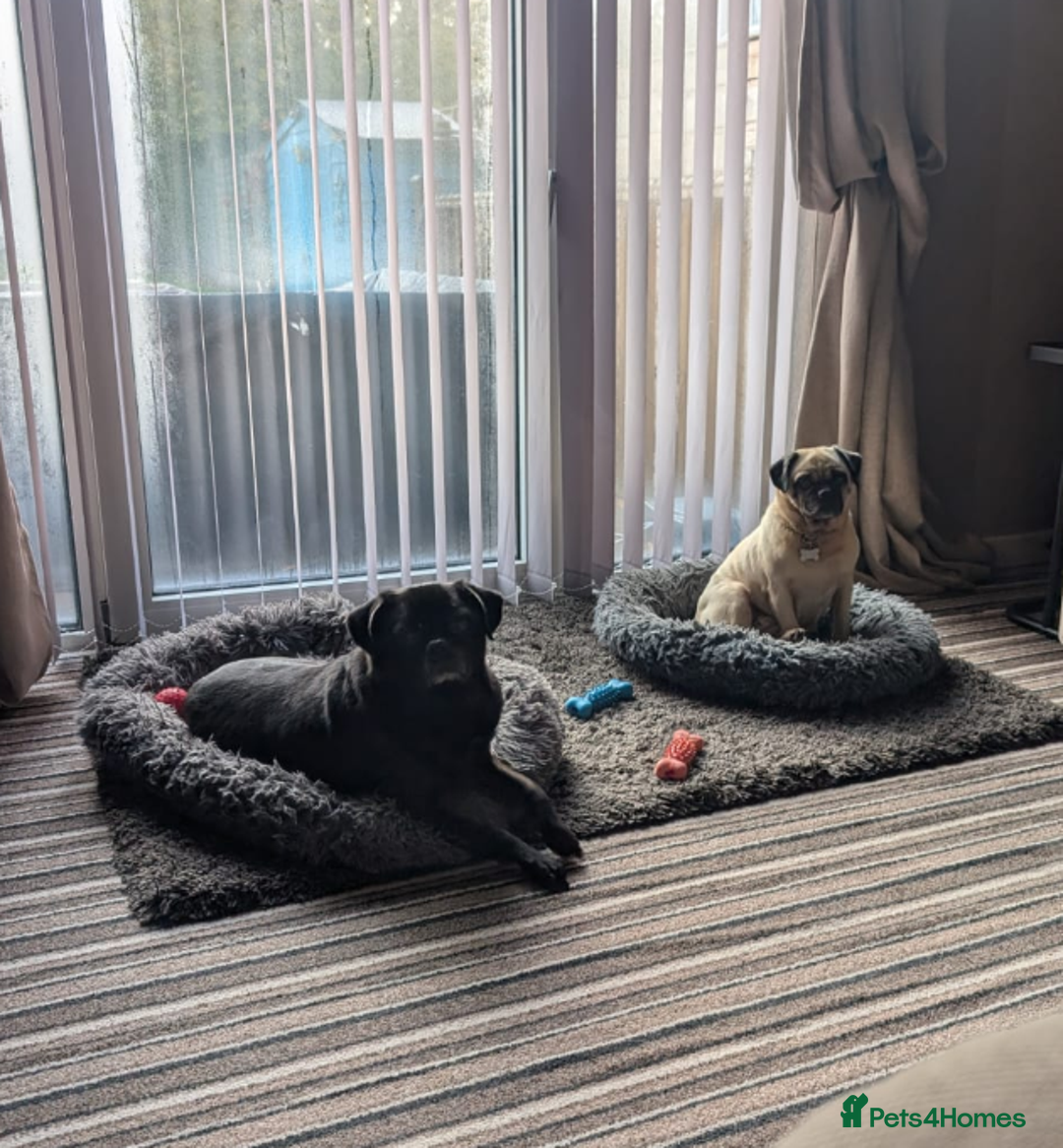 Puggle dogs for sale: Female puggle, looking for a new home.  - Advert 2