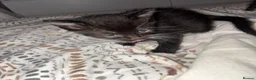 Mixed Breed cats for sale: Three kittens ready for rehoming  - Advert 2
