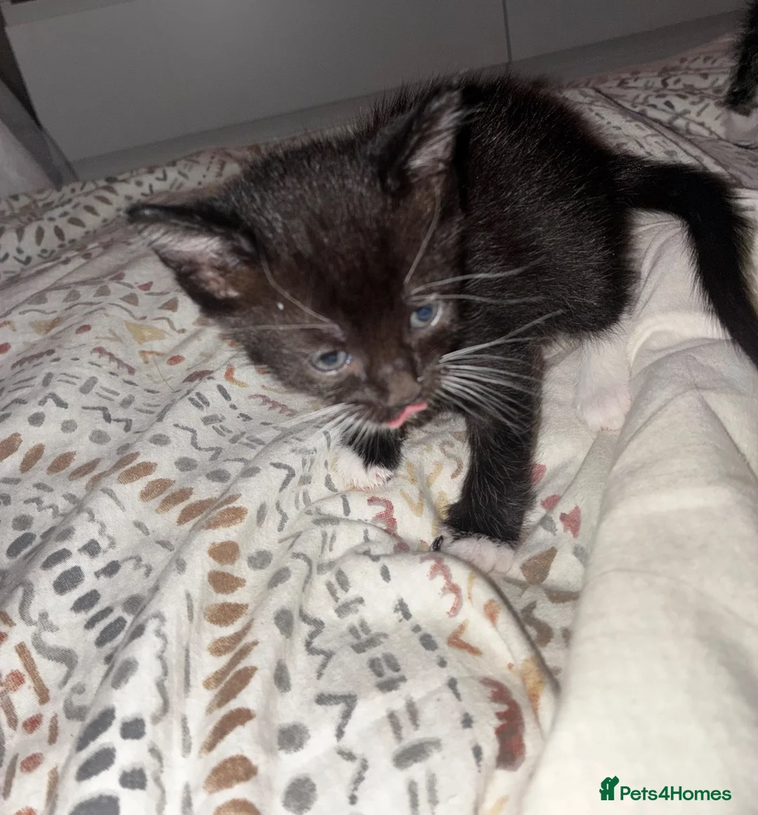 Mixed Breed cats for sale: Three kittens ready for rehoming  - Advert 2