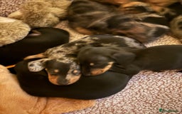 Dachshund dogs for sale: Dachshund cross pups 3/4 breed - Image 14