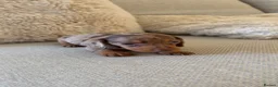Miniature Dachshund dogs for sale: 5 beautiful miniature dachshund puppies for sale  - Advert 13