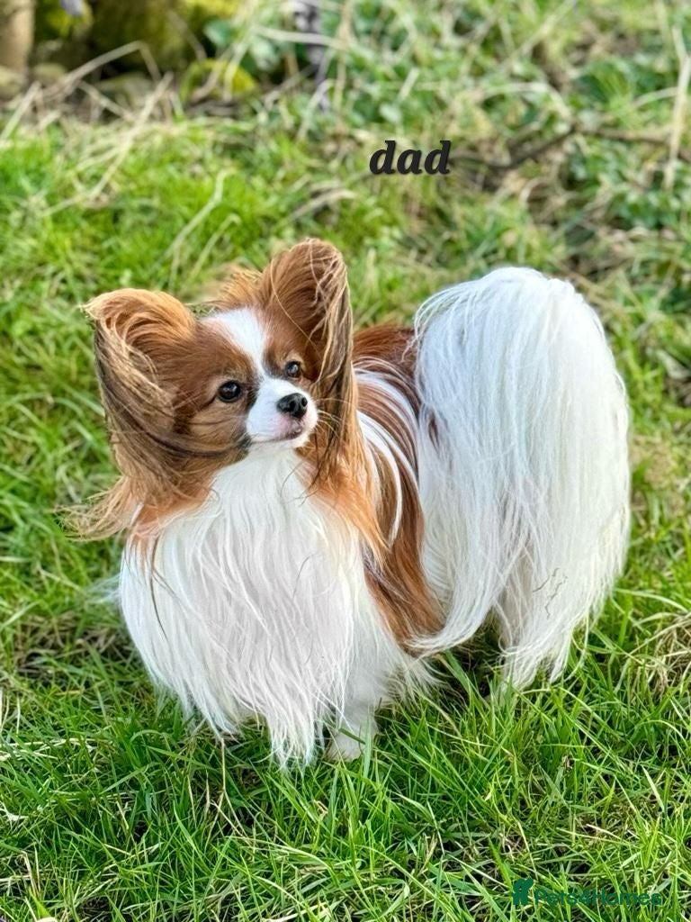 Papillon dogs 5generation Royal Kennel Club reg. - Advert 2