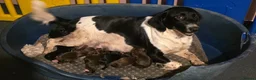 Mixed Breed dogs for sale: 6 Gorgeous Pups Looking For Their New Homes in Virginia Water - Advert 1