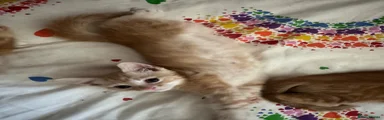 Mixed Breed 2