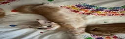 Mixed Breed cats for sale: Gorgeous Ginger mixed breed kittens.  in Salisbury - Advert 3