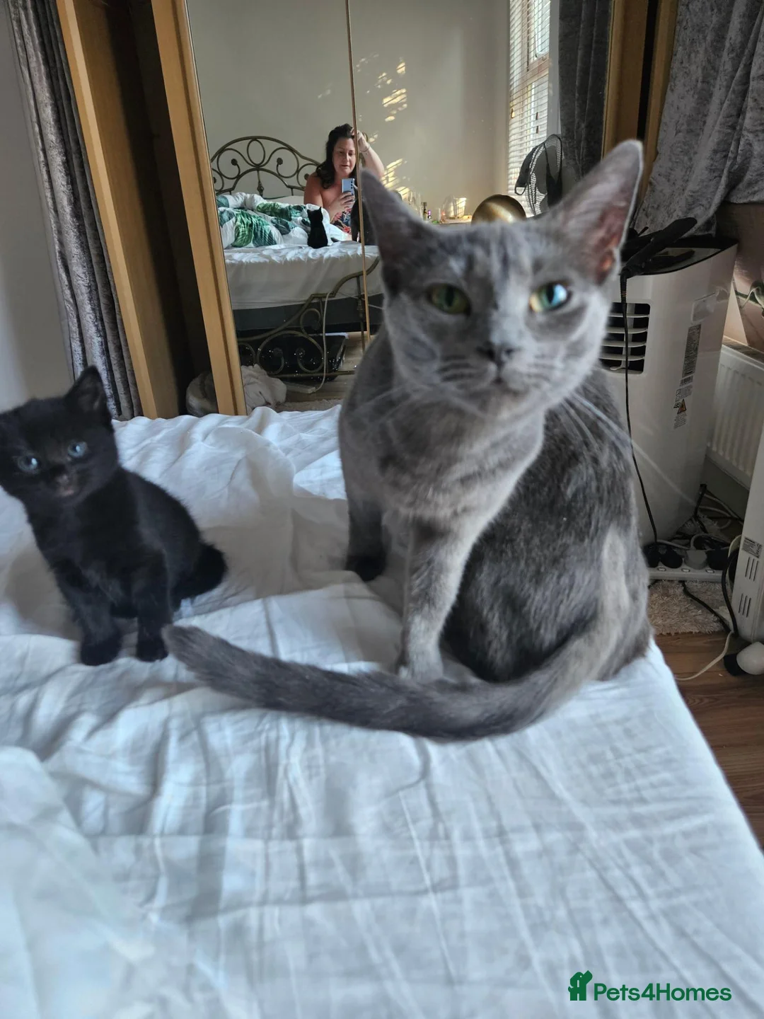 Mixed Breed cats for sale: Mixed Maine Coon Bombay Kitten - Advert 1