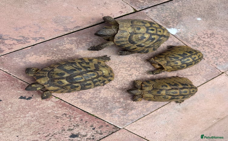 Hermann Tortoise reptiles - Advert 1