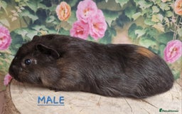 Guinea Pig rodents for sale: Mixed Guinea pigs available - Image 2