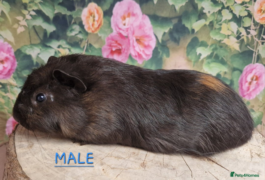Guinea Pig rodents for sale: Mixed Guinea pigs available - Image 2