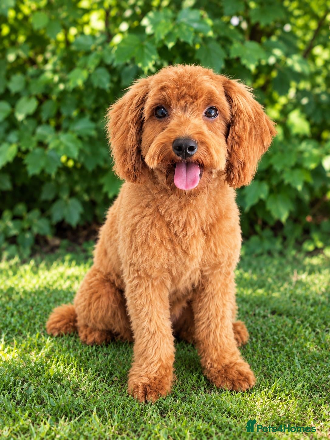 Cavapoo dogs Advanced trainer cavapoo  - Advert 1