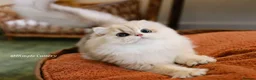 British Longhair cats for sale: stunning ay12 British Longhair – Sweet & Loving - Advert 4