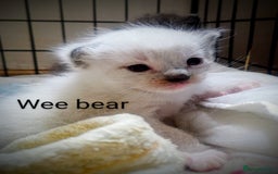 Ragdoll cats for sale: Ragdoll kittens  - Image 12