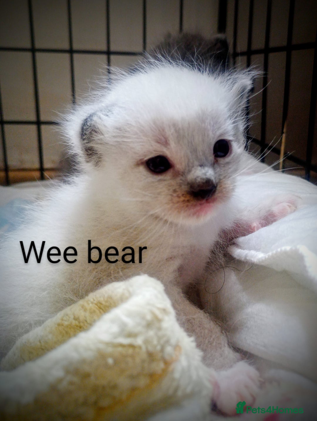 Ragdoll cats for sale: Ragdoll kittens  - Image 12