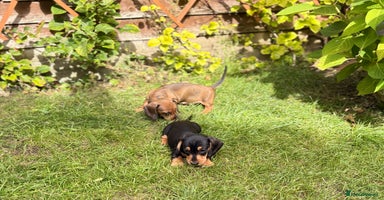 Miniature Dachshund dogs - Advert 3