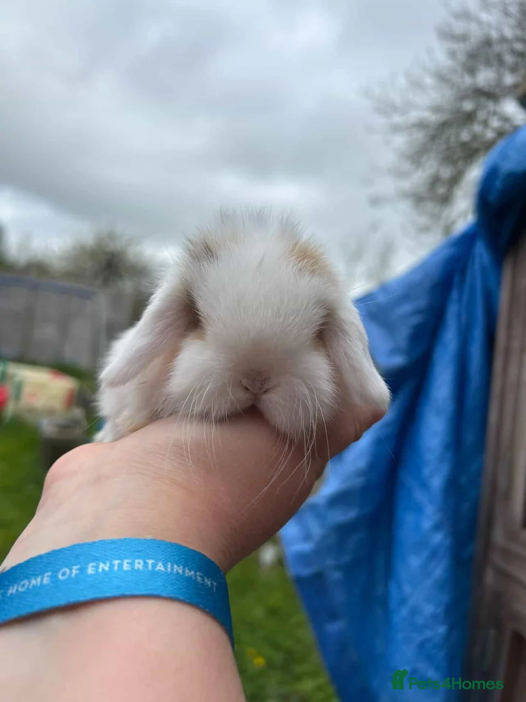 Mini Lop rabbits for sale: Beautiful Mini Lop Buck - Advert 1