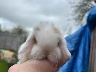 Mini Lop rabbits Beautiful Mini Lop Buck - Advert 3