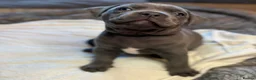 American Bull Staffy dogs for sale: American Bull Staff puppies looking for new homes! in Southampton - Advert 10
