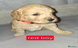 Cockapoo dogs for sale: F1 Cockerpoo puppies - Image 8