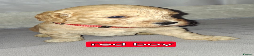 Red boy