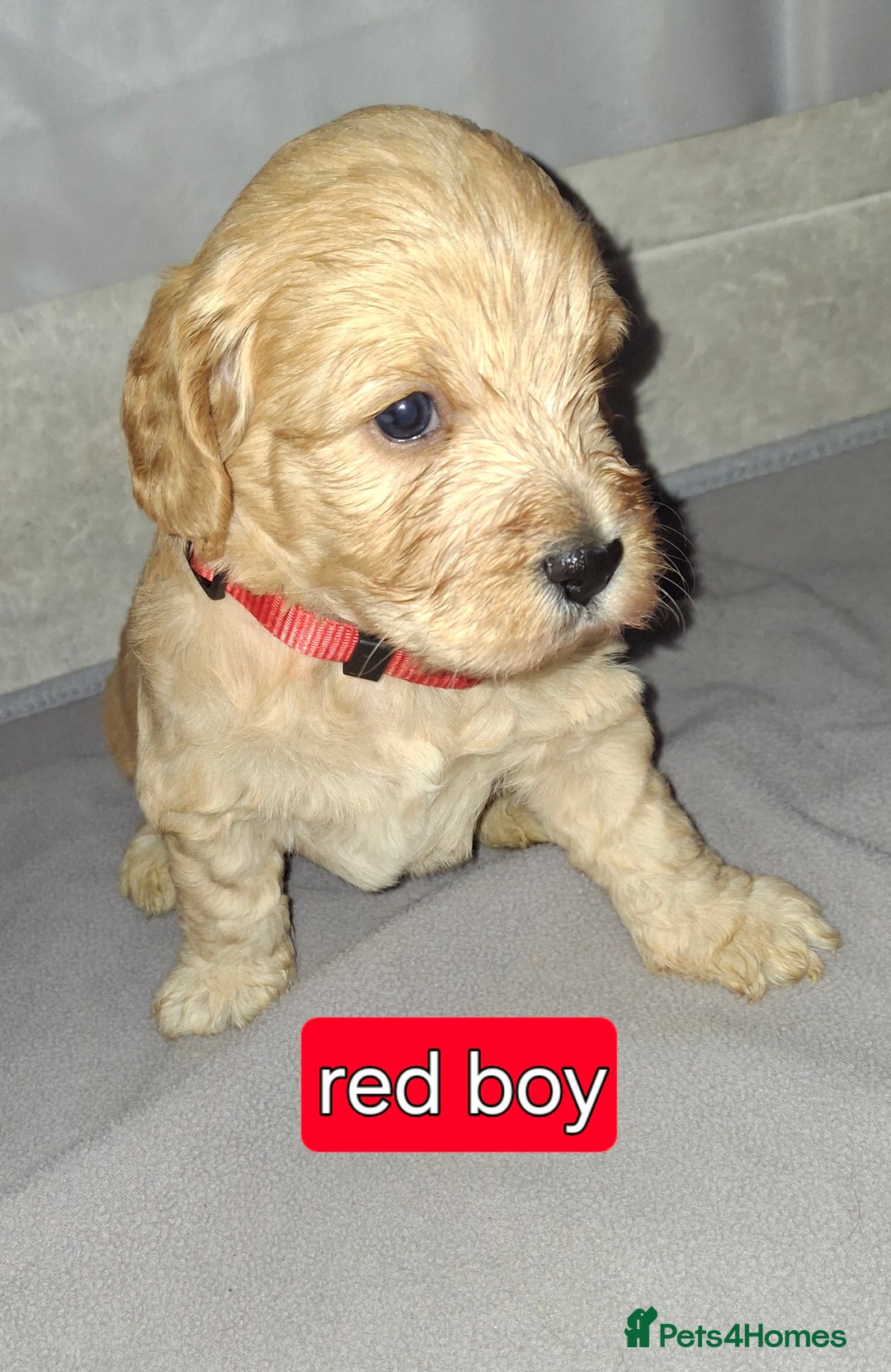 Cockapoo dogs for sale: F1 Cockerpoo puppies - Image 8