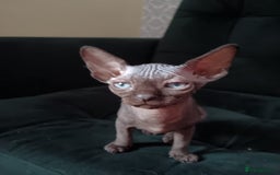 Sphynx cats for sale: Mixed selection Sphynx kittens. - Image 16