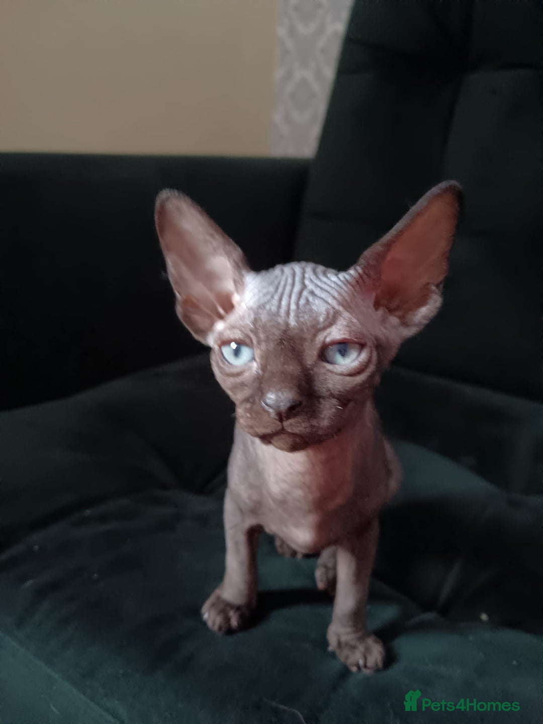 Sphynx cats for sale: Mixed selection Sphynx kittens. - Image 16