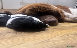 Newfoundland dogs for sale: QUALITY KC REGISTERED NEWFOUNDLAND PUPPIES - Image 1