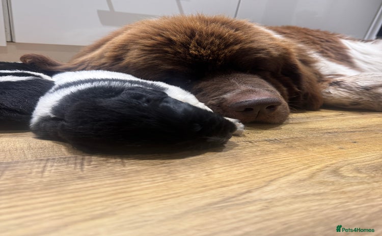 Newfoundland dogs - Advert 1