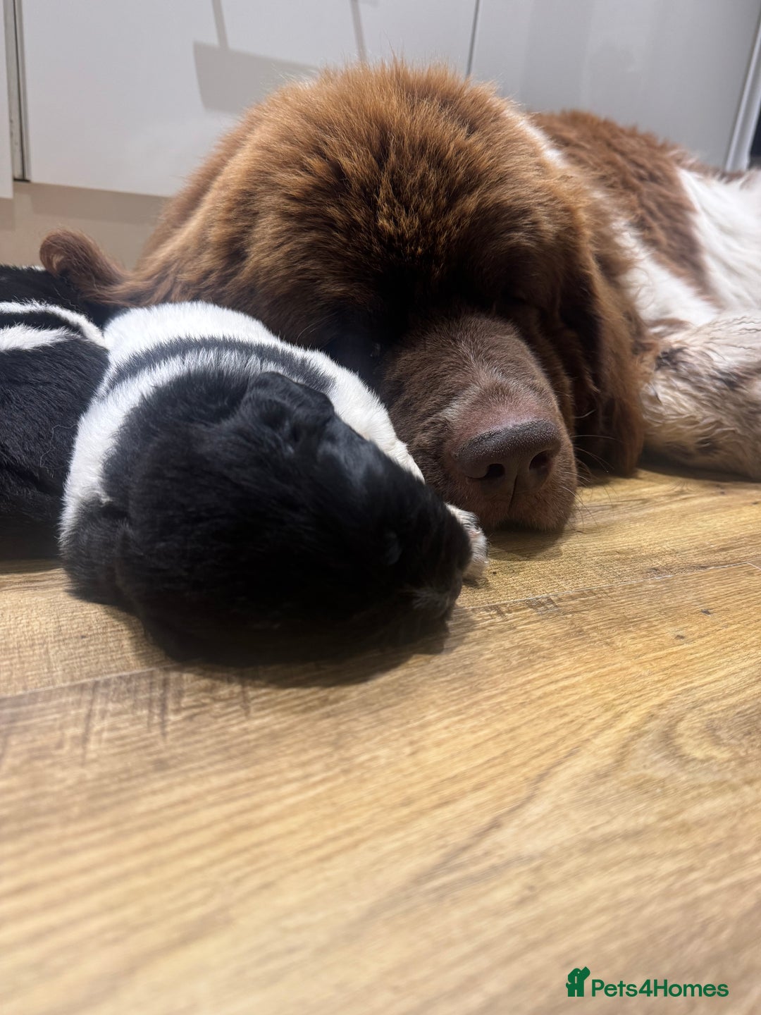 Newfoundland dogs for sale: QUALITY KC REGISTERED NEWFOUNDLAND PUPPIES - Image 1
