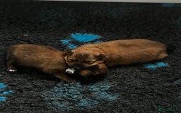 Pomeranian dogs for sale: Gorgeous Pomeranian Puppies, 2 Boys and Two Girls - Image 14