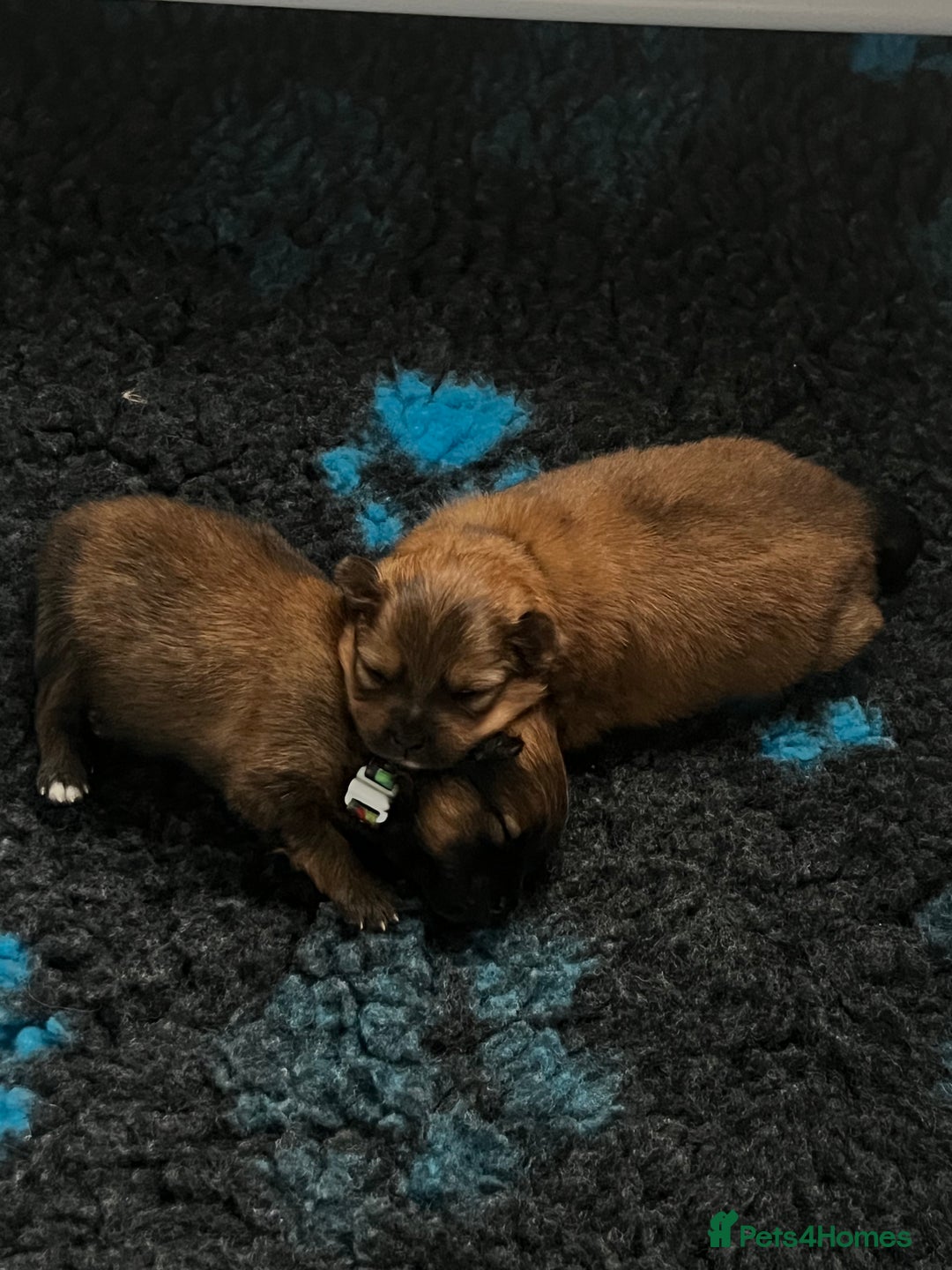 Pomeranian dogs for sale: Gorgeous Pomeranian Puppies, 2 Boys and Two Girls - Image 14