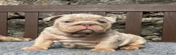 English Bulldog dogs for sale: Beautiful English bulldog puppies - Advert 28