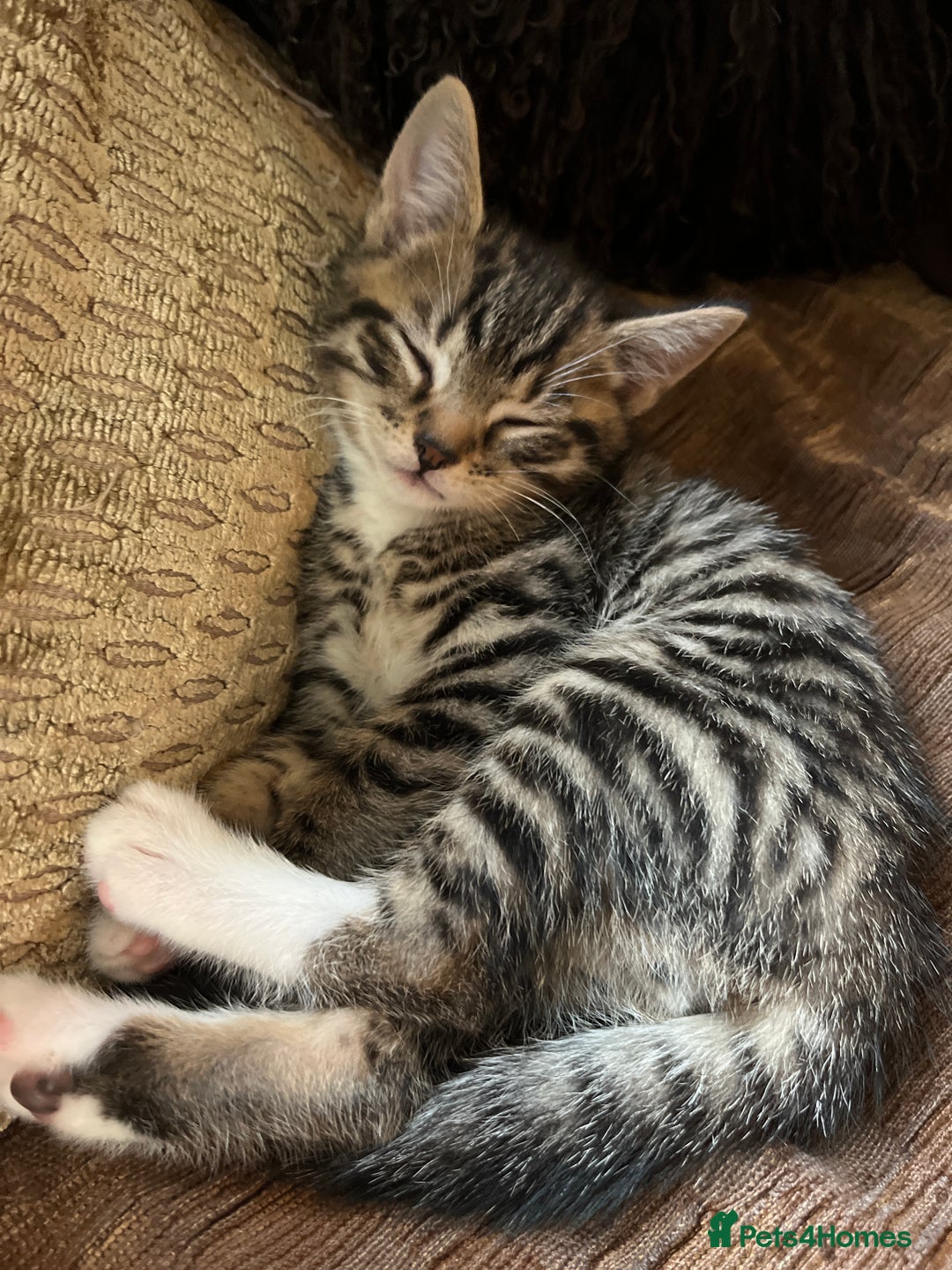 Bengal cats for sale:  Glittery Bengal X KittensWith Famous References!  - Advert 25