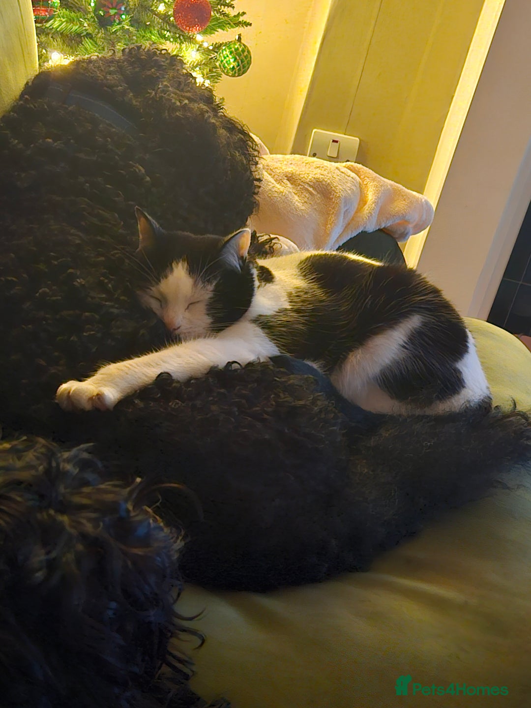 Mixed Breed dogs for sale: Bundles of love ❤️ and fun!! - Advert 4