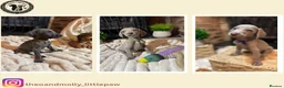 Weimaraner dogs for sale: 🐾KC Registered Blue & Silver Weimaraner Puppies🐾 - Advert 1