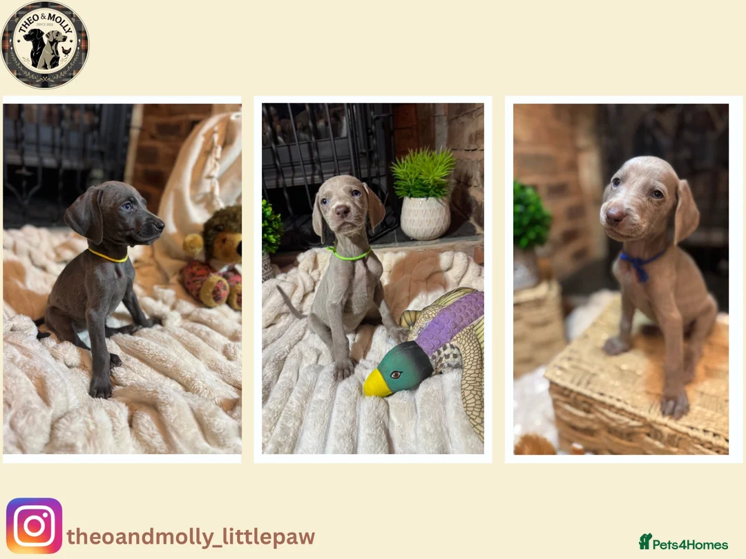 Weimaraner dogs for sale: 🐾KC Registered Blue & Silver Weimaraner Puppies🐾 - Advert 1