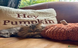 Persian cats for sale: Beautiful Pedigree Persians  - Image 3